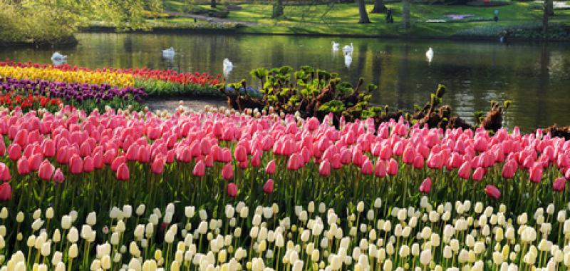 KEUKENHOF
